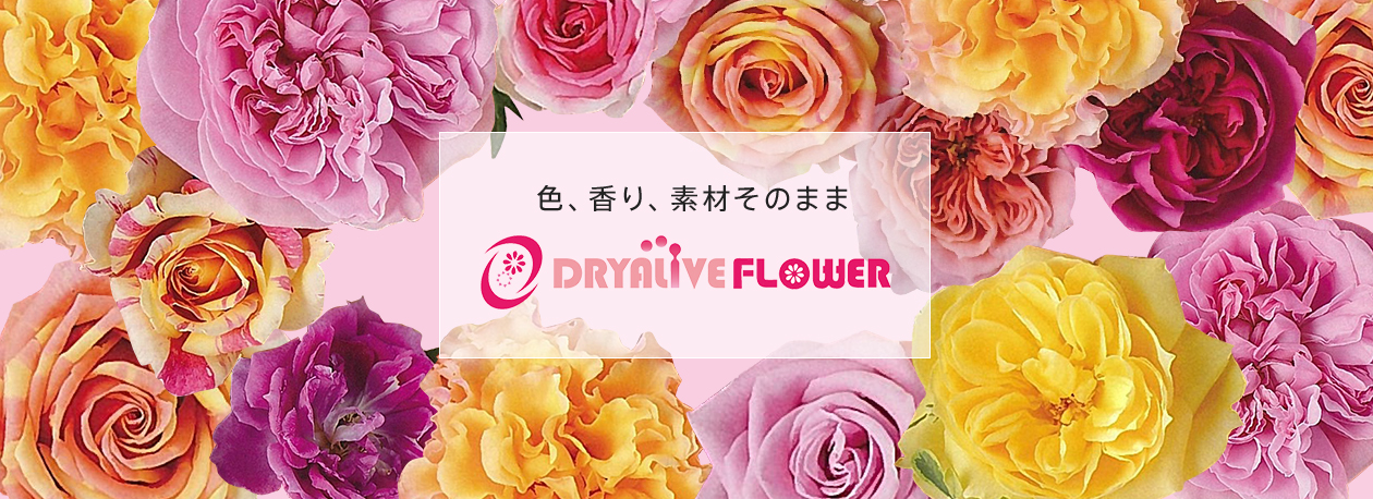 色、香り、素材そのままDRYALIVE FLOWER 2015年12月発売予定